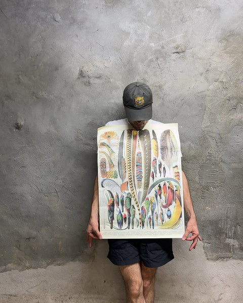 Cavallini & Co. "Plumes" Poster, 19x27"