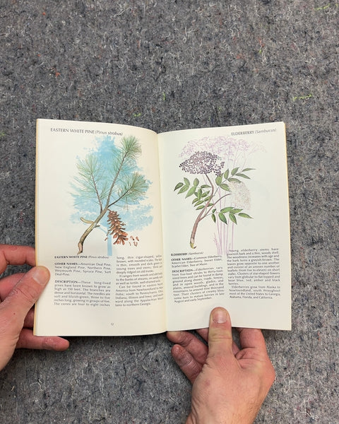 Field Guide to Wild Herbs