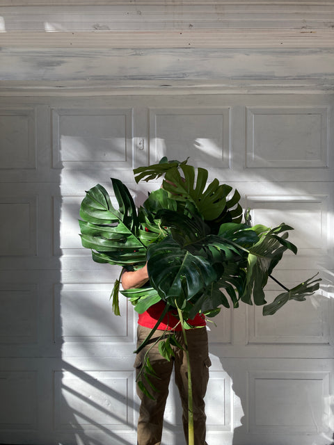 Mad Fake Plants To Hide Behind