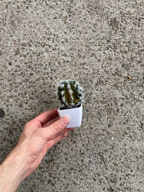 Maybe Fake Maybe Real Lil’ Cactus