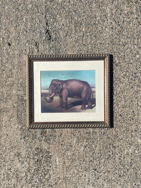 Elephant Picture