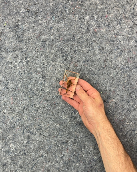 Cute Scorpion In Resin Block