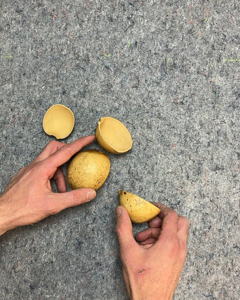 Bael Fruit Shells To Make A DIY Instrument