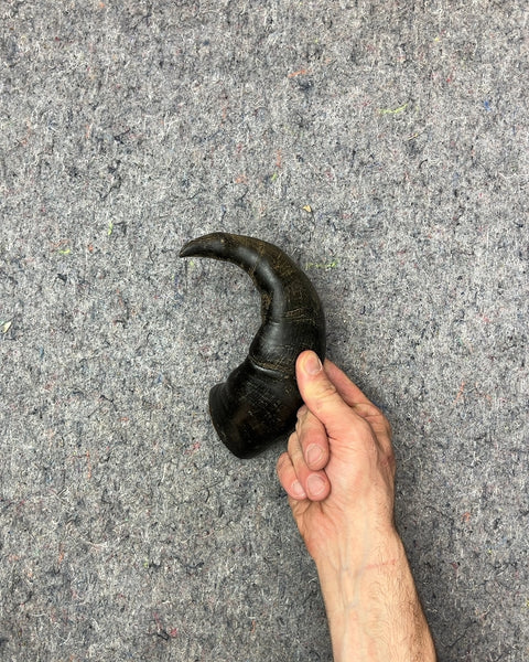 Buffalo Horn!