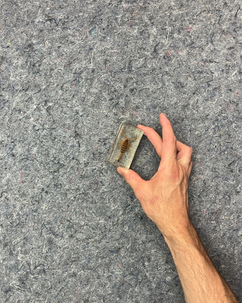 Cute Scorpion In Resin Block
