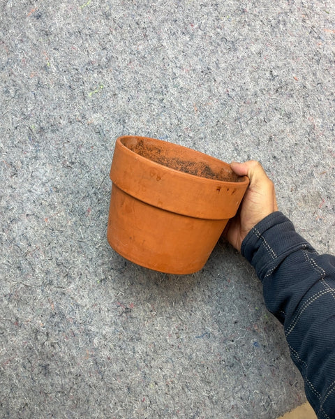 Terracotta Clay Plant Pot, YxY"