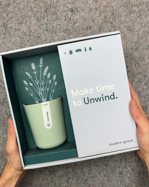 Modern Sprout Lavender Grow Kit