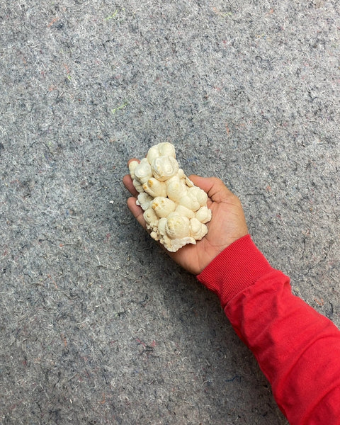 A Grip of Choral