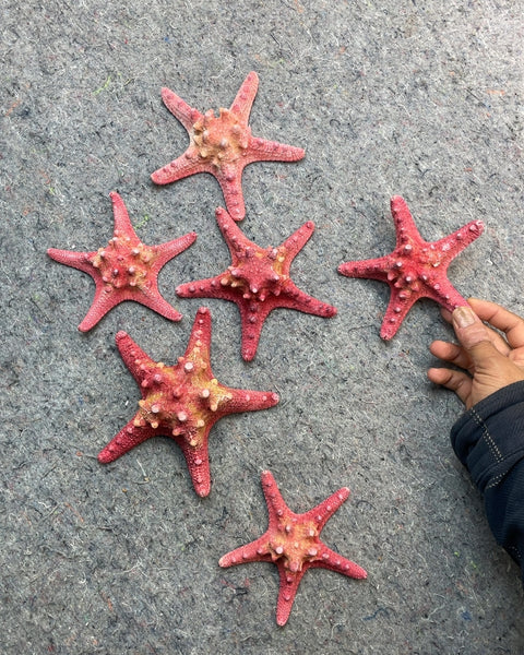 Grip of Red Starfishes