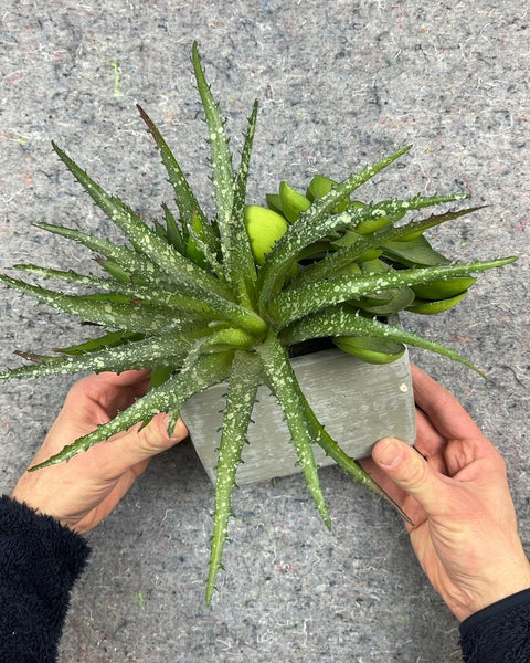 Artificial Succulent Arrangement