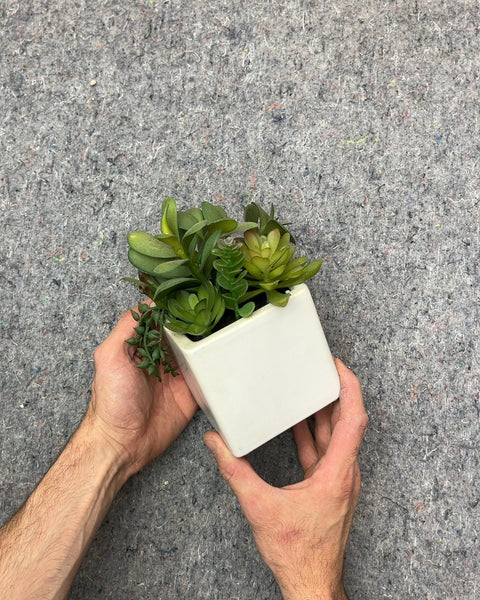 Artificial Succulent Plant in White Ceramic Pot