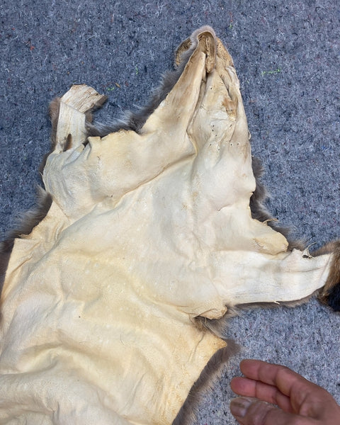 Fox Pelt