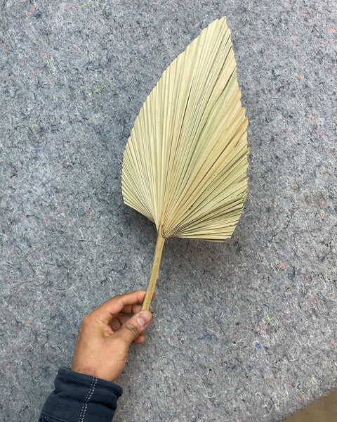 Another Dried Palm Leaf Fan