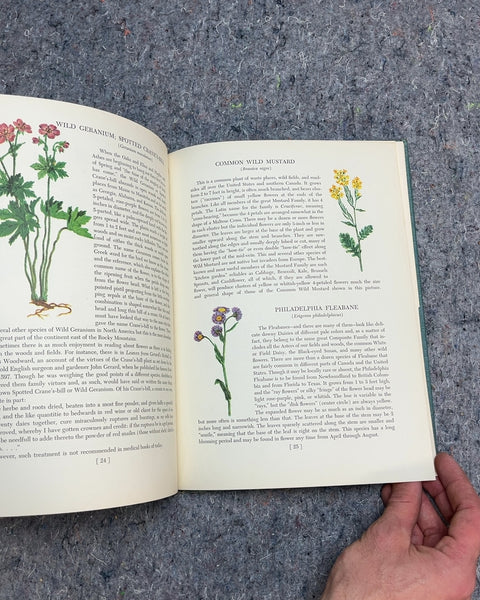 An Introduction to Wild Flowers Vintage Guide