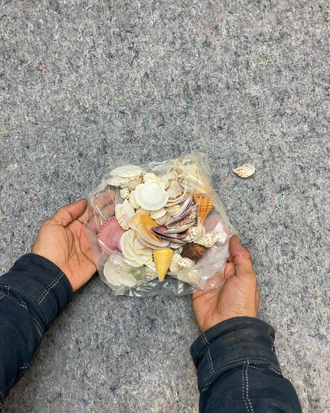 Seashell Assortment