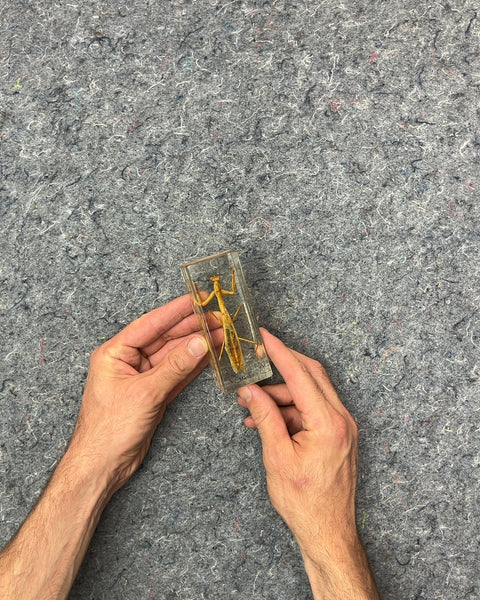 Mantis Insect Specimen in Resin Block