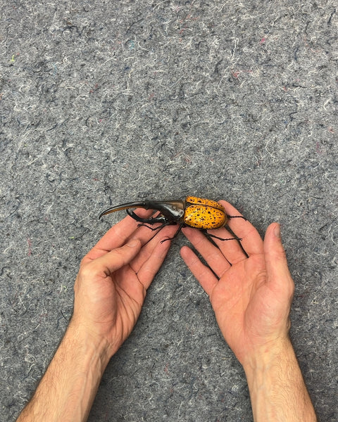 Hercules Beetle Figurine