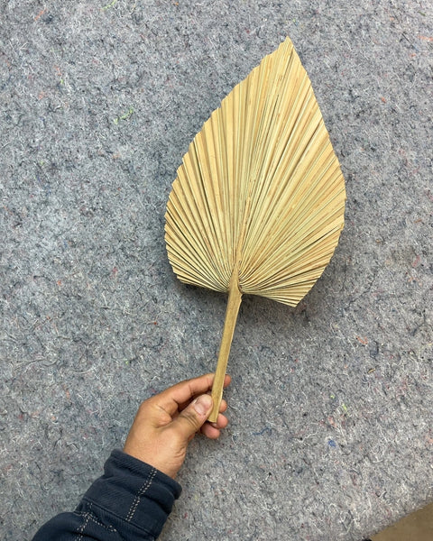 Dried Palm Leaf Fan