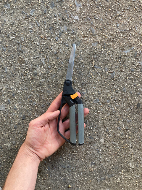 Some Fiskars Scissors