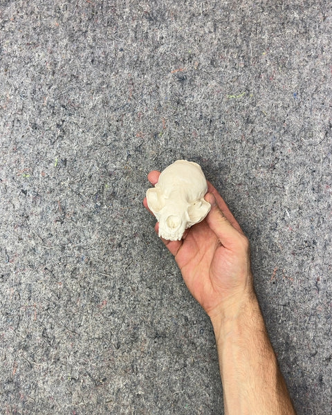 Small Mammal (But Which One?) Decorative Skull