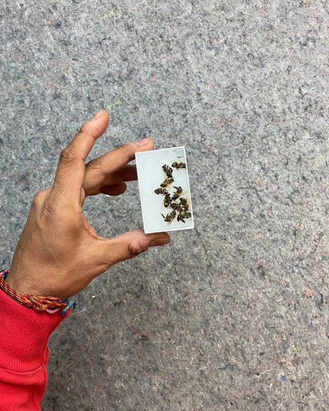Killed Bees