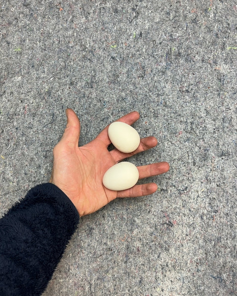 Two White Bouncy Eggs