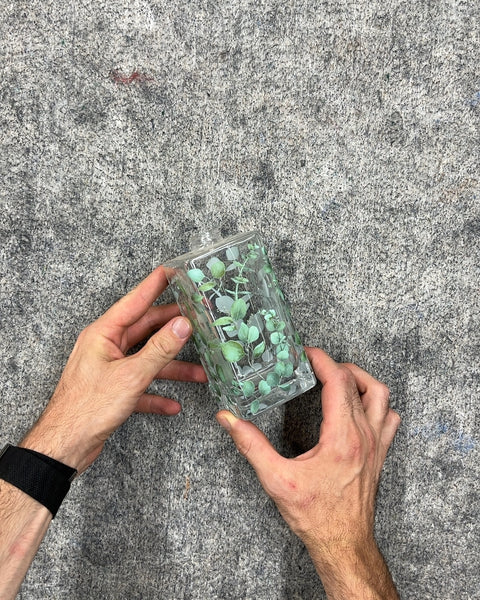 Sexy Glass Bottle with Green Leaf Design