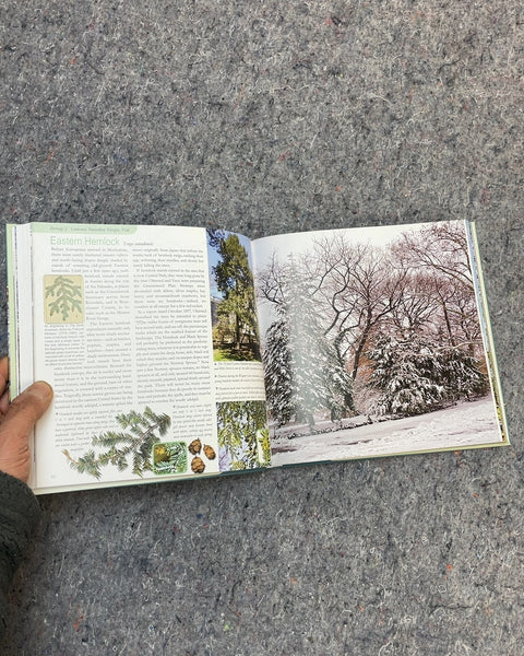 Central Park Trees and Landscapes by Edward Sibley Barnard