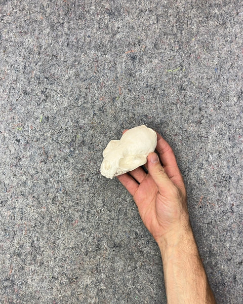 Small Mammal (But Which One?) Decorative Skull