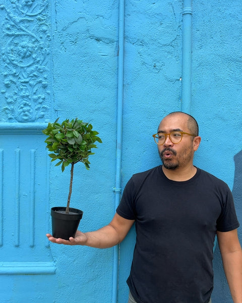 Fake Laurus Nobilis Plant