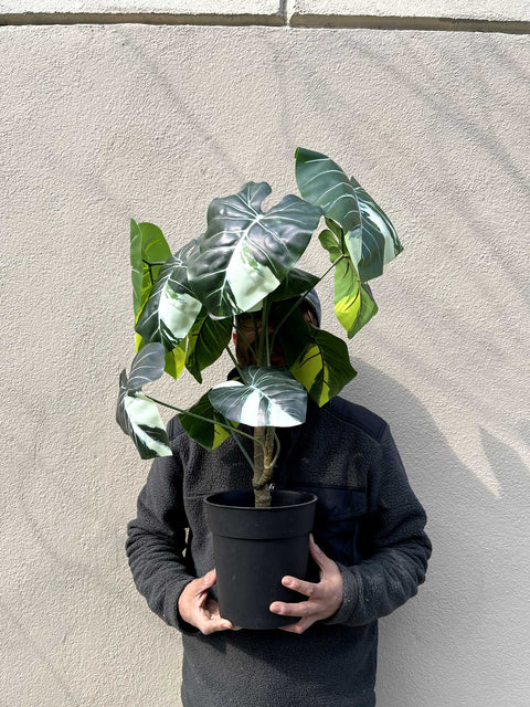 A Fake Plant To Hide Behind