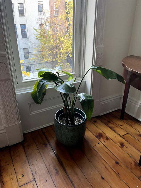 A Pretty Marina Gray Round Ceramic Planter (Without The Plant), 11" Wide
