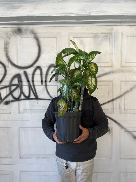 A Real Plant 1
