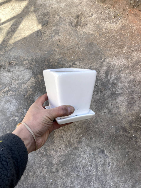 A White Planter with Dish