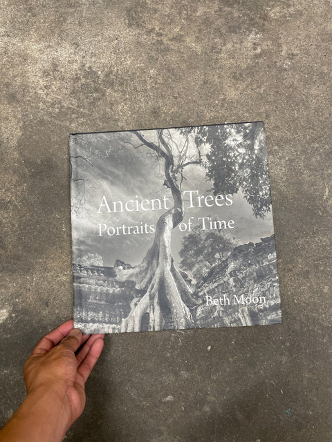 Ancient Trees By Beth Moon