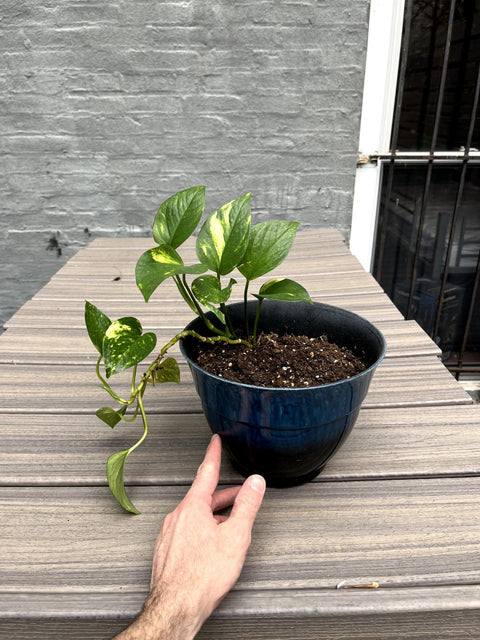 Another Potted Golden Pothos Houseplant