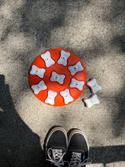 Another Puzzle For Smart Dogs