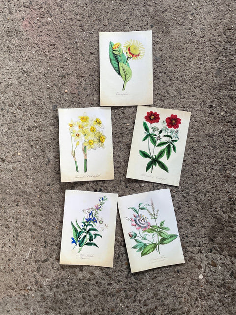Botanicals Cards
