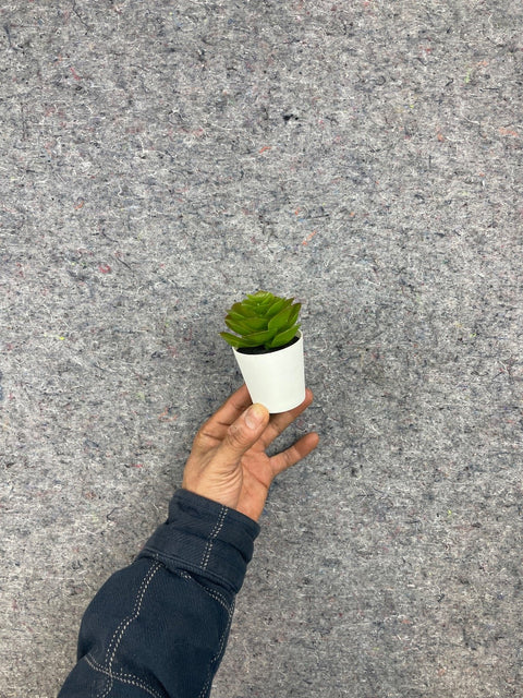 Cute Small Succulent In Hand