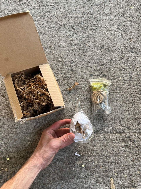 DIY Hanging Terrarium Kit