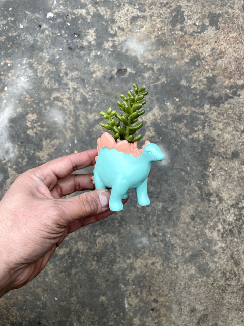 Dinosaur Succulent Holder