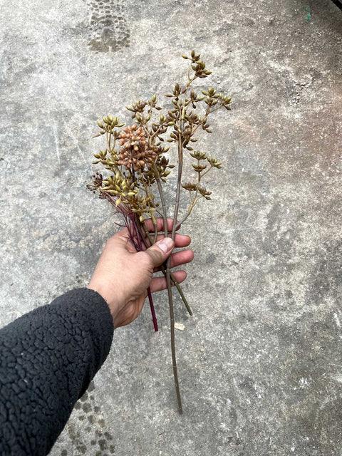 Dried Floral Stems Bundle