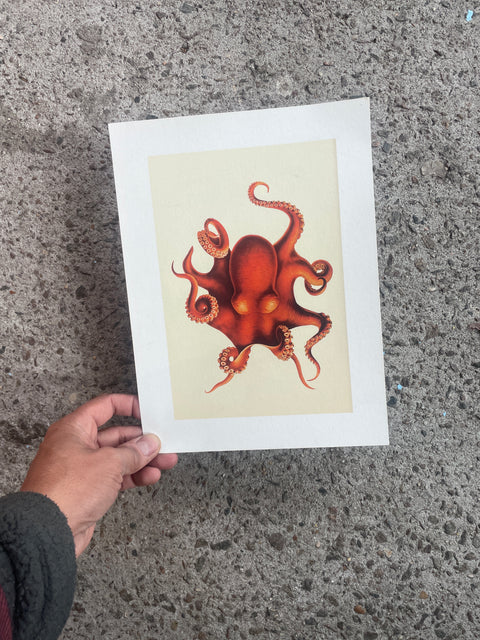 Deyrolle-esque Octopus Print