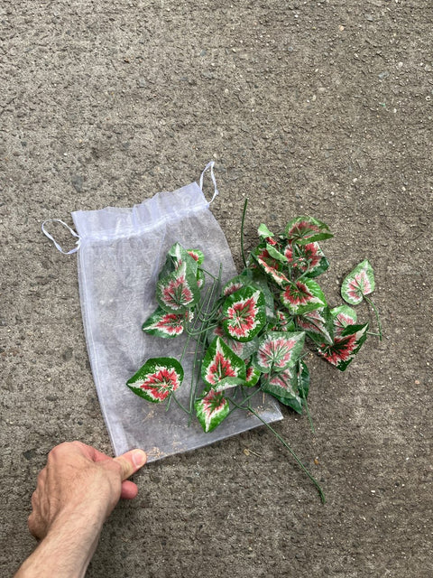 Faux Caladium Plant Cuttings