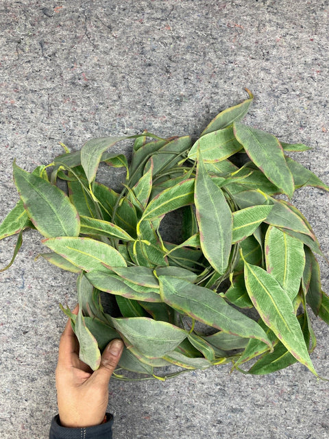 Faux Eucalyptus Greenery Bundle