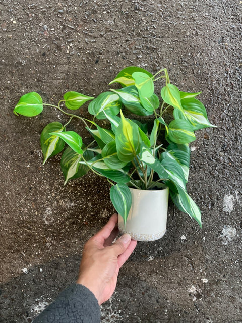 Faux Philodendron Plant