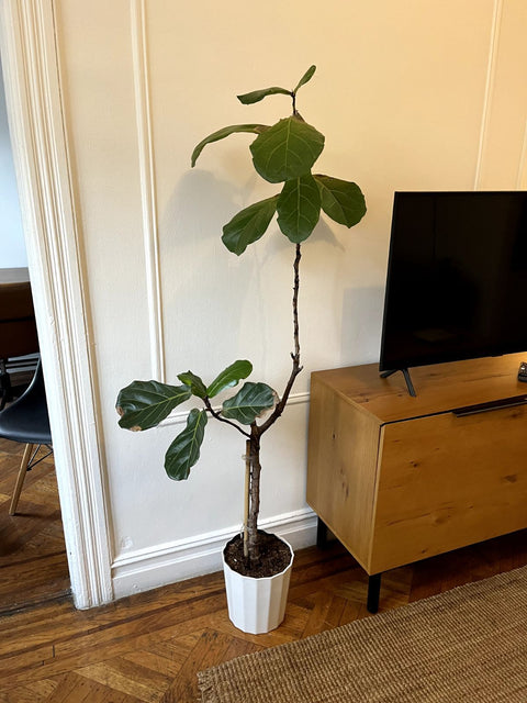 Fiddle Leaf Fig Plant With Pot, H65"