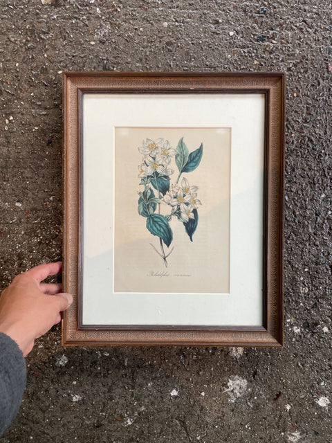 Floral Botanical Framed Art Print