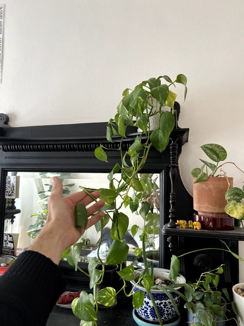 Golden Pothos Houseplant With Pot