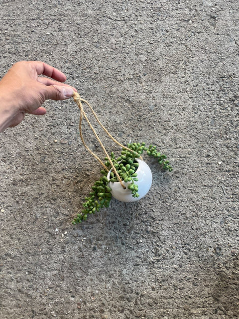 Hanging String-of-Pearls Succulent
